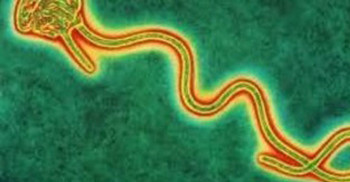 Photo: An image of an Ebola virus BBC/Science Photo Library