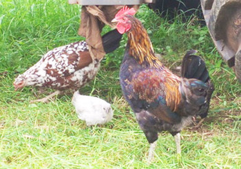 Chicken in Yei (Radio Tamazuj).jpg
